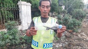 Cara Mencegah Ular Masuk Ke Dalam Rumah